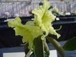 R. leptocladon